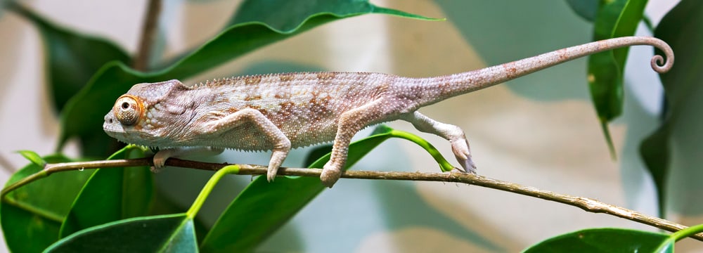 Junges Pantherchamäleon im Zoo Zürich