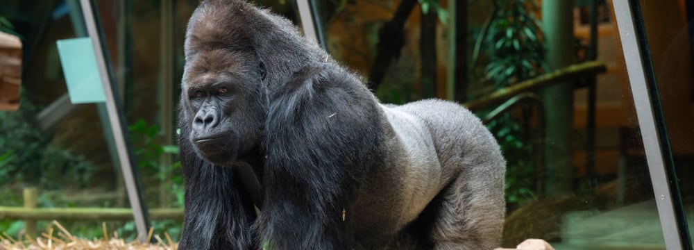 Westlicher Flachlandgorilla im Zoo Zürich