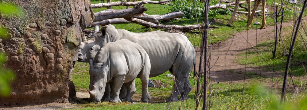 Breitmaulnashörner und Netzgiraffen in der Lewa Savanne des Zoo Zürich.