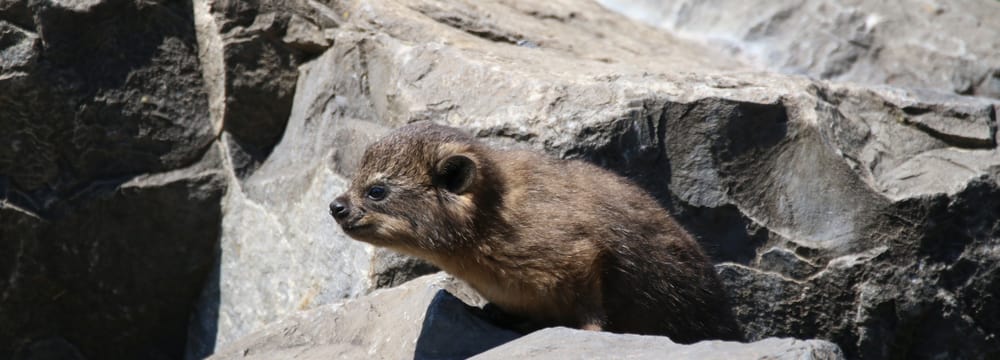Junger Kap-Klippschliefer im Zoo Zürich.