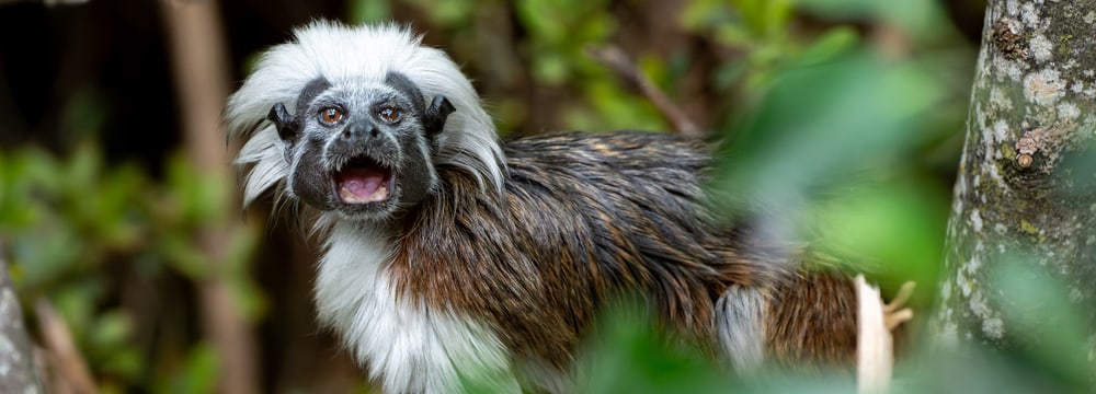 Lisztaffe im Zoo Zürich.