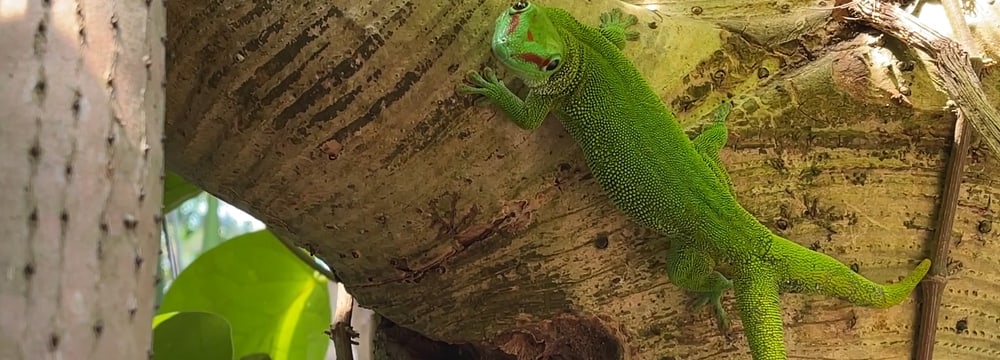 Grosser Madagaskar-Taggecko mit Gabelschwanz im Masoala Regenwald des Zoo Zürich.