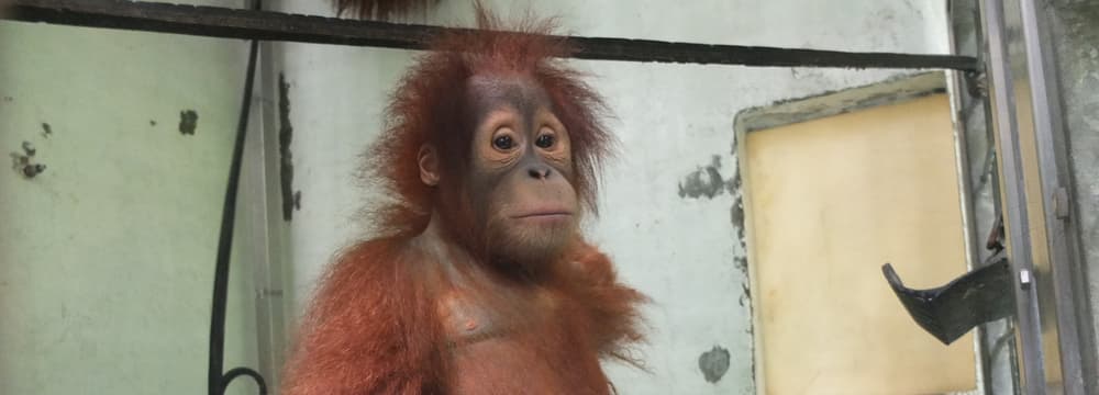 Orang-Utan Payet