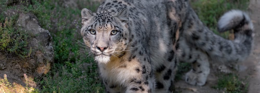 Schneeleopard im Zoo Zürich. 