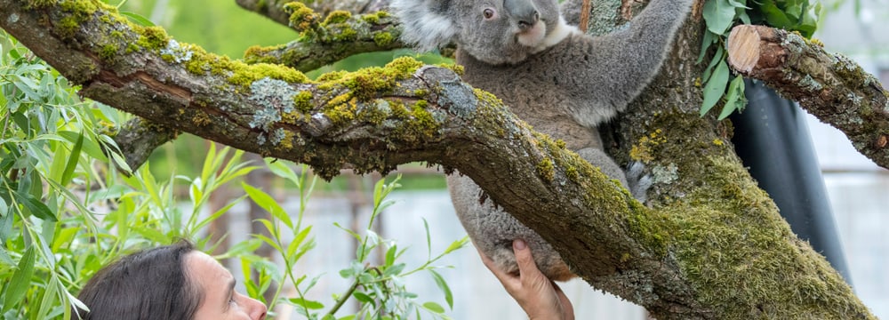 Koala im Zoo Zürich.