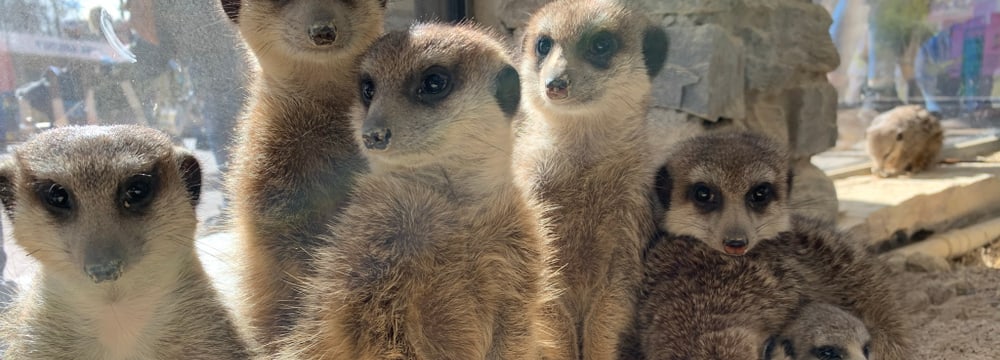 Erdmännchen in der Lewa Savanne des Zoo Zürich.