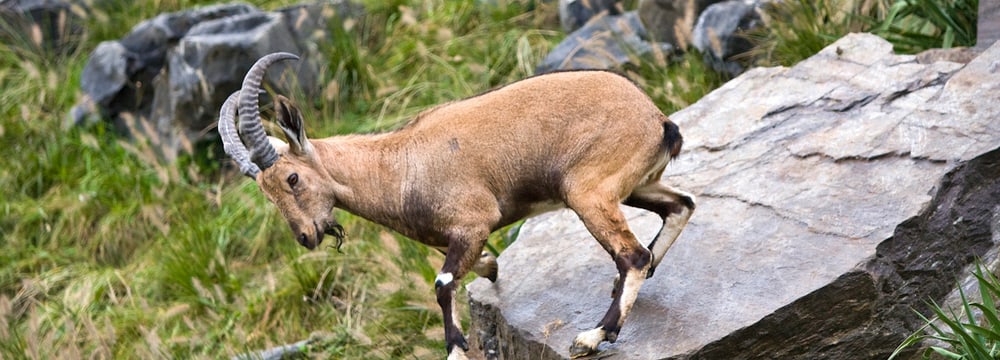 Nubischer Steinbock im Zoo Zürich.