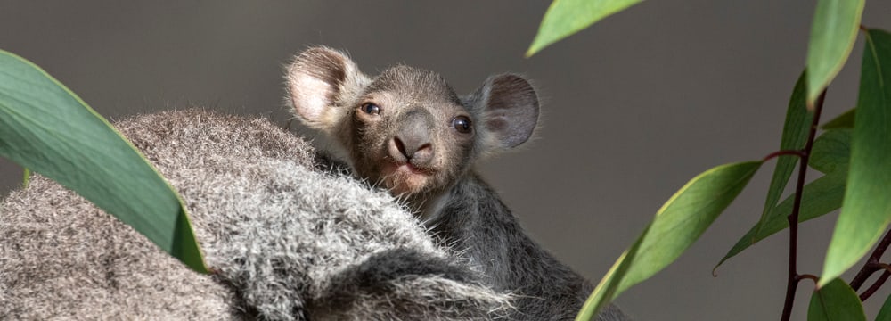 Koala Joey von Pippa