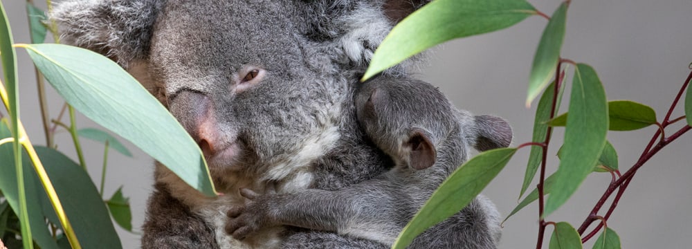 Koala Pippa mit Joey im Zoo Zürich.