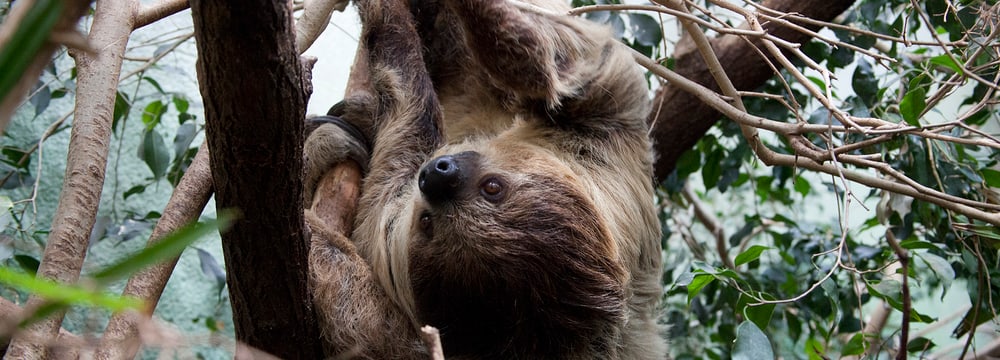 Zweifinger-Faultier im Exotarium des Zoo Zürich.