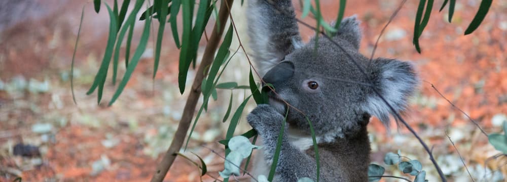 Koala in der Australienanlage im Zoo Zürich.