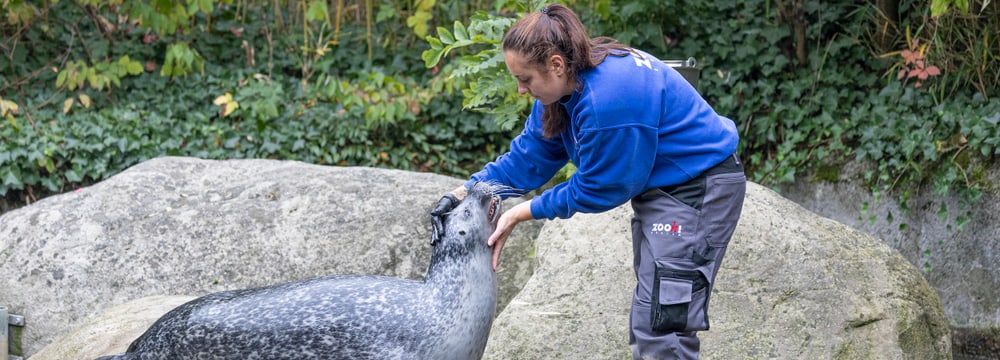 Tierpflegerin Selina Ebli beim medizinischen Training mit einem Seehund im Zoo Zürich.