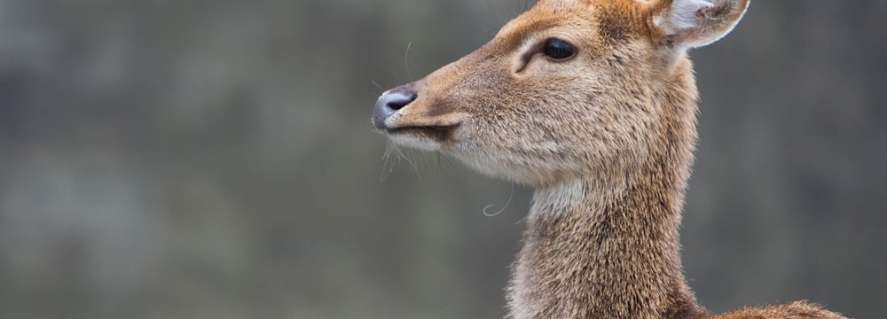 Burma-Leierhirsch im Zoo Zürich.