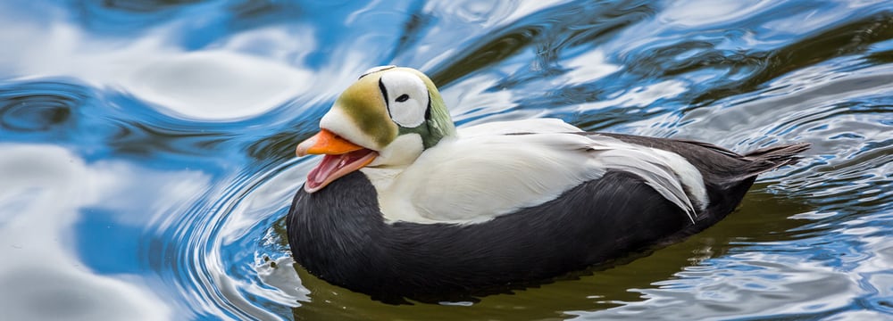 Plüschkopfeiderente im Zoo Zürich.