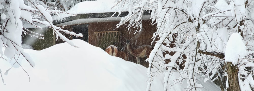 Vikunjas im Zoo Zürich am 15. Januar 2021.