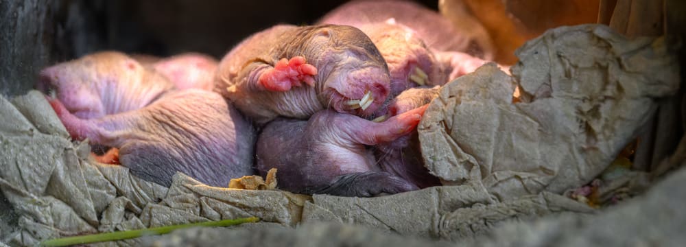 Nacktmulle in der Gemeinschaftskammer im Zoo Zürich.
