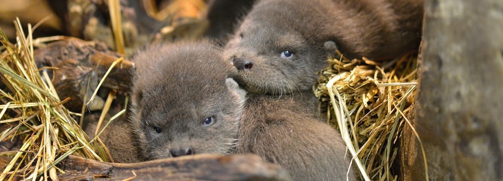 Jungtiere bei den Europäischen Fischottern im Zoo Zürich.