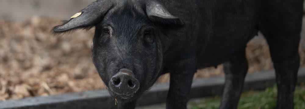 Schwarzes Alpenschwein im Zoolino des Zoo Zürich.