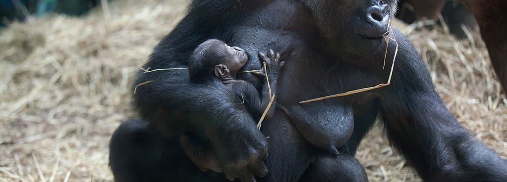 Westlicher Flachlandgorilla Mamitu im Zoo Zürich.