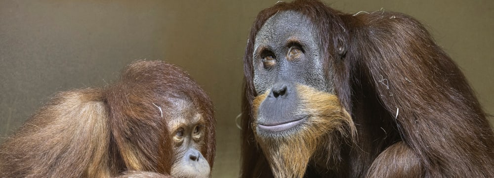 Sumatra-Orang-Utans Riang (l.) und Awang im Zoo Zürich.