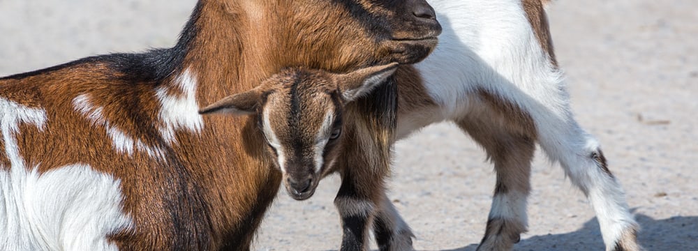 Afrikanische Zwergziege im Zoo Zürich.
