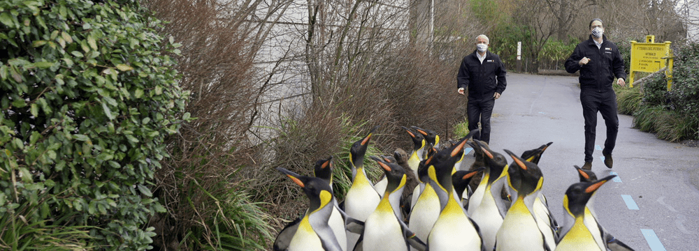 Making-of des Jerusalema-Tanzvideos im Zoo Zürich.