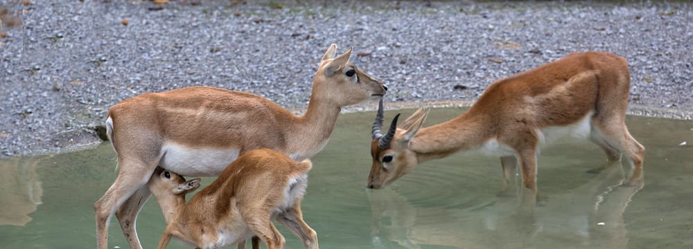 Hirschziegenantilopen im Zoo Zürich.