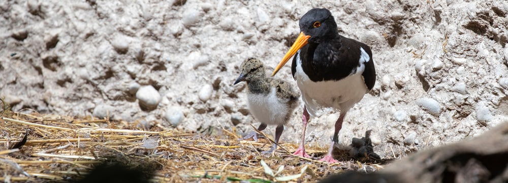 Austernfischer mit Jungtier im Zoo Zürich.