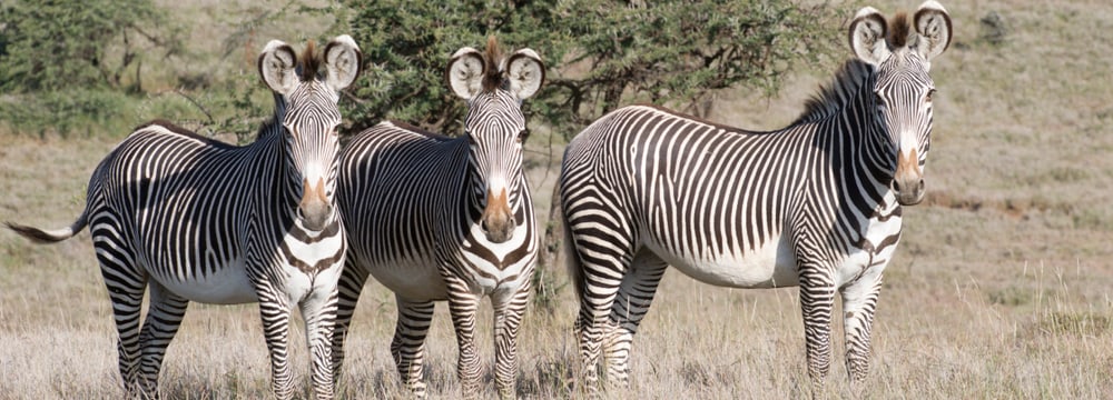 Grevyzebras im Lewa Wildlife Conservancy in Kenia.