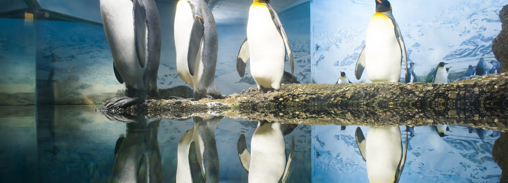 Königspinguine im Zoo Zürich.