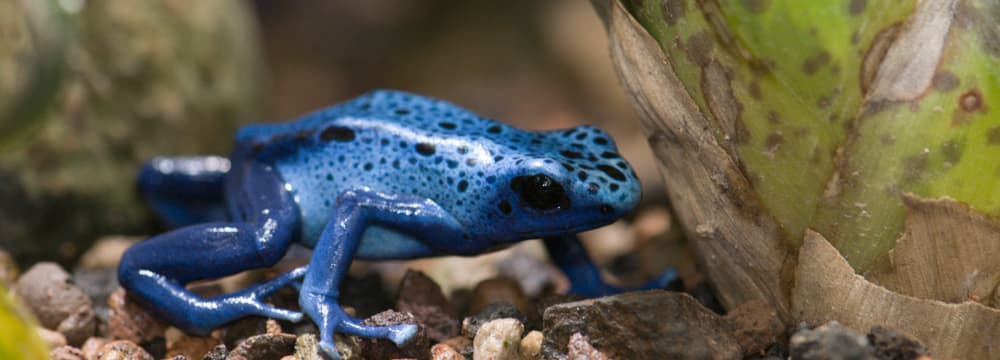 Blauer Pfeilgiftfrosch im Zoo Zürich.