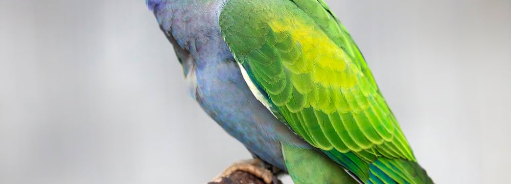 Chinasittich im Zoo Zürich