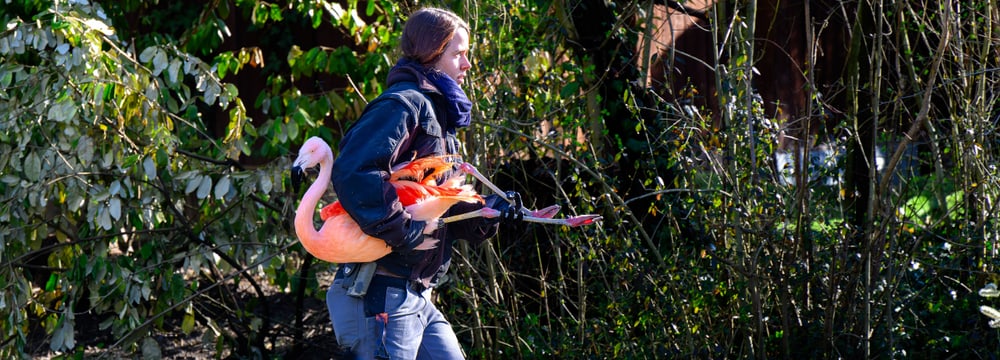 Eine Tierpflegerin des Zoo Zürich transportiert einen Chileflamingo in die Vogelwiese.
