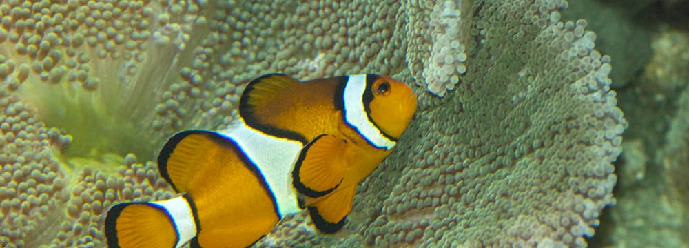 Falscher Clown-Anemonenfisch im Aquarium des Zoo Zürich.