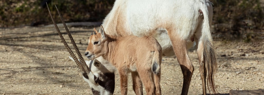 Junge Arabische Oryx im Zoo Zürich.