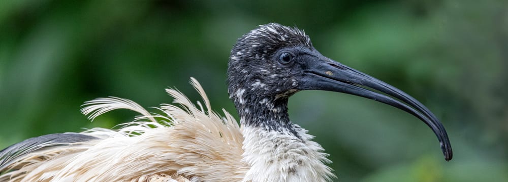 Hellaugenibis im Masoala Regenwald.