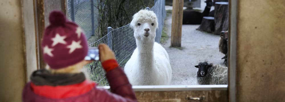 Projektwoche Kinder/Schüler im Zoo Zürich