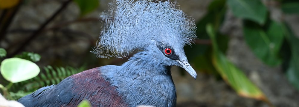 Blaubrust-Krontaube im Zoo Zürich