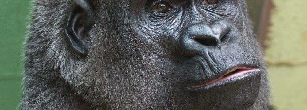 Westlicher Flachlandgorilla Mamitu im Zoo Zürich.