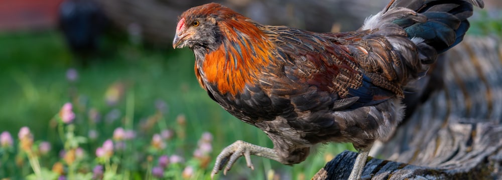 Appenzeller Barthuhn Gallus gallus ssp.