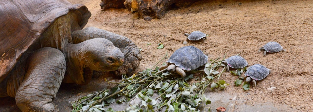 Galapagos-Riesenschildkröten im Zoo Zürich.