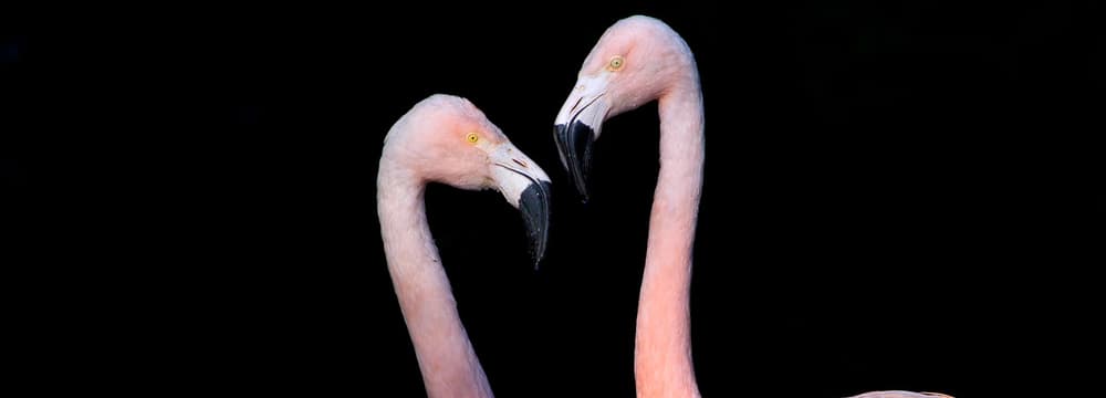 Chile-Flamingos im Zoo Zürich
