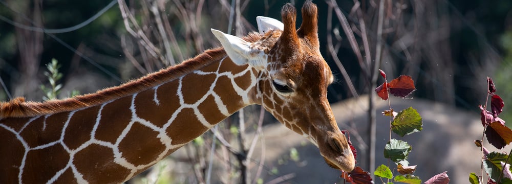 Netzgiraffe Irma in der Lewa Savanne des Zoo Zürich.
