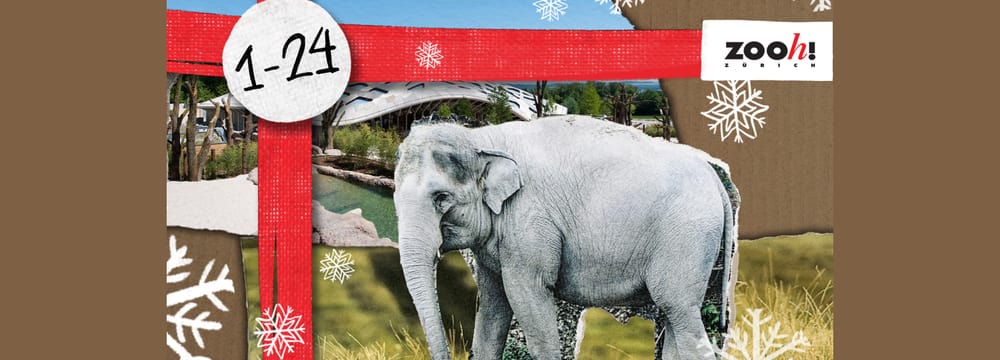 Visual zum Video-Adventskalender 2022 des Zoo Zürich.