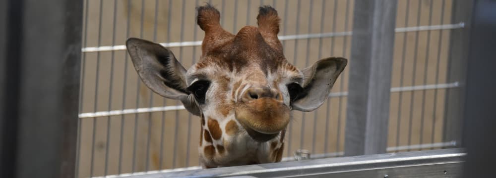 Giraffe im Hintergrund der Lewa Savanne des Zoo Zürich