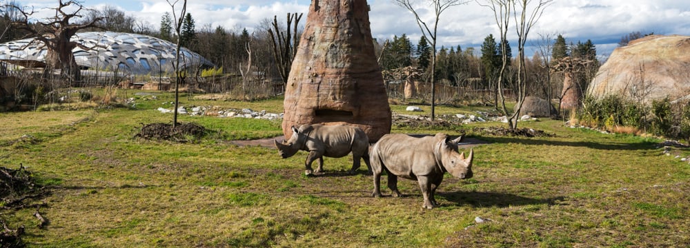 Nashörner_Baobab