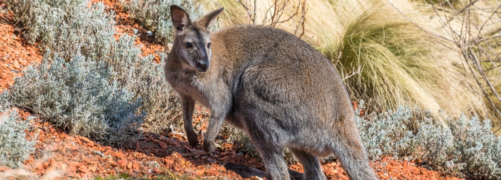 Bennett-Wallaby im Zoo Zürich