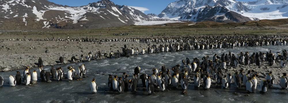 Königspinguine Kolonie auf Süd Georgien
