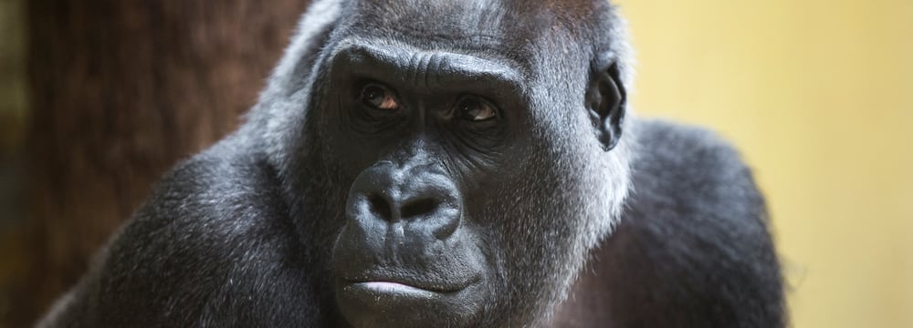 Westlicher Flachlandgorilla Mamitu im Zoo Zürich.