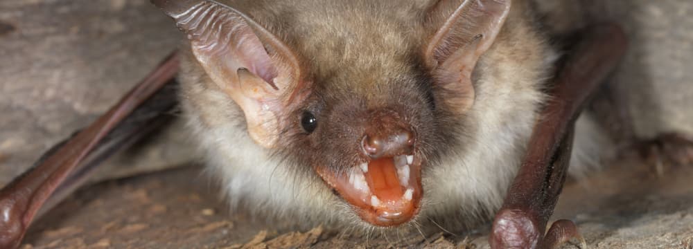 Grosses Mausohr (Fledermaus).